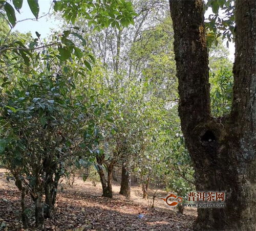 金弹子树在哪些地区广泛分布？其生长环境有何特点