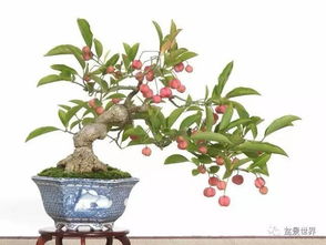 卫矛：多彩的叶色， 美丽的果实