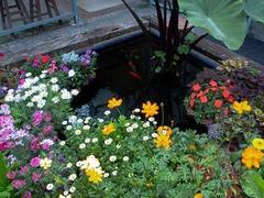 家庭如何选择花卉