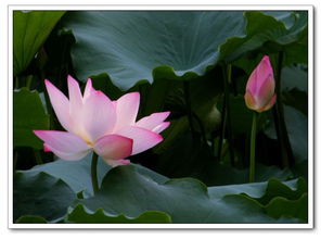 荷花8月下去后还嫩在水中存活吗？