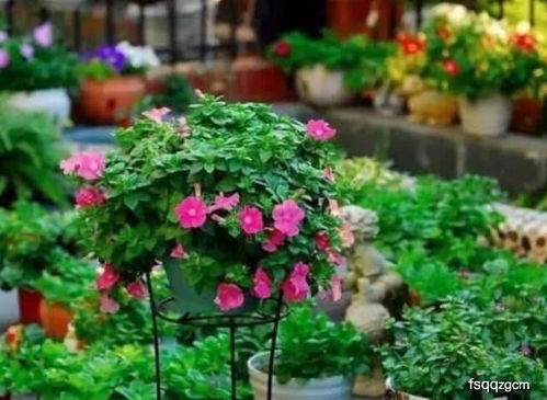 亚热带花卉，缤纷你的家园