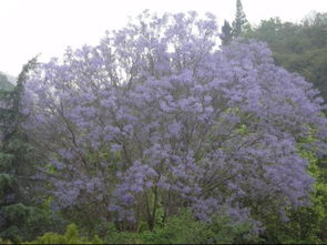 四月开紫色花的树品种