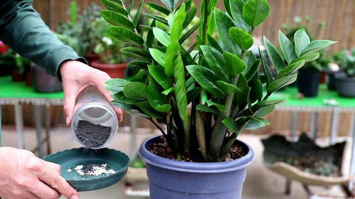 金钱树养得旺，叶片厚亮