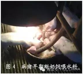 产房仔猪腹泻反复难防，有没有什么有效对策？