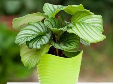 花草生长适宜的温湿度是多少？