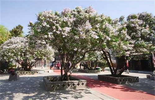 白榆的特性与种植时机