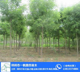 8. 槐树：坚韧不拔的绿色卫士