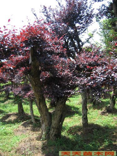 红花继木球揭秘：它究竟是什么灌木？