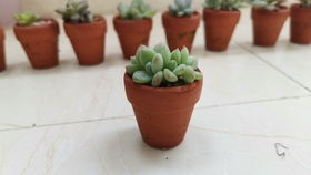 花期的养护小贴士