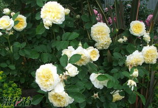 朝圣者月季的种植技巧与养护方法揭秘