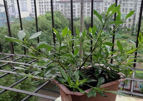 冬青花的种植和养护