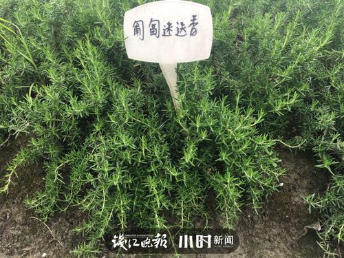 匍匐迷迭香虫害如何防治？有效方法有哪些