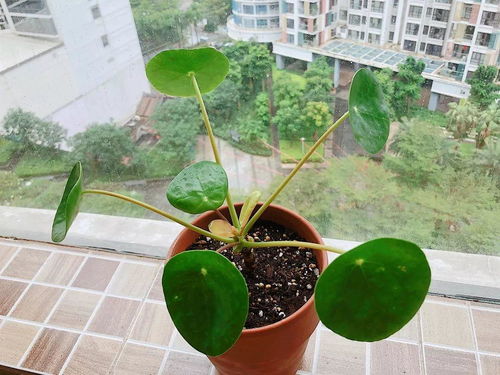 千叶吊兰枝条如何修剪？如何让它们更繁茂