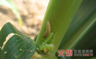 玉米螟防治的关键时间点