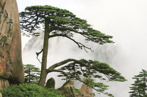 山西油松：耐旱耐寒，价格亲民