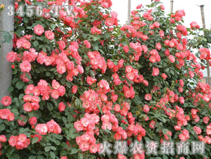 如何购买，快速上手