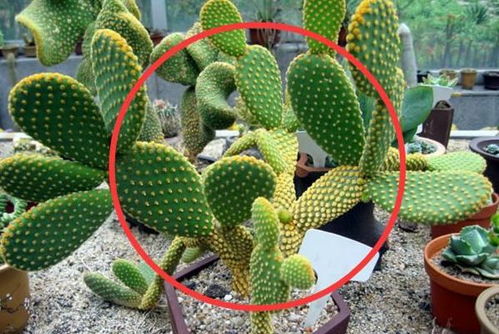 家里种玫瑰花，风水大师怎么说