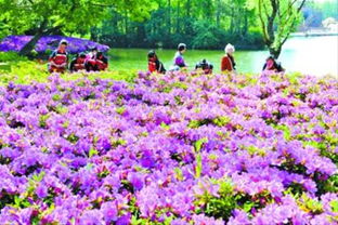 耐温差的花卉：挑战50℃的极限