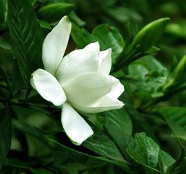 栀子花市场价揭秘：多少钱一斤？