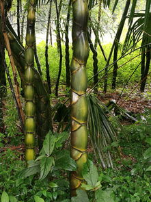 竹子种植时机与存活率