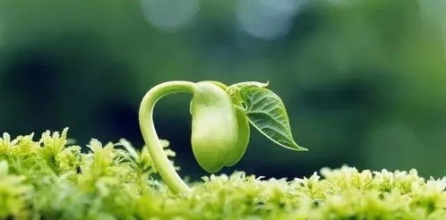 生长激素， 植物生长的加速器