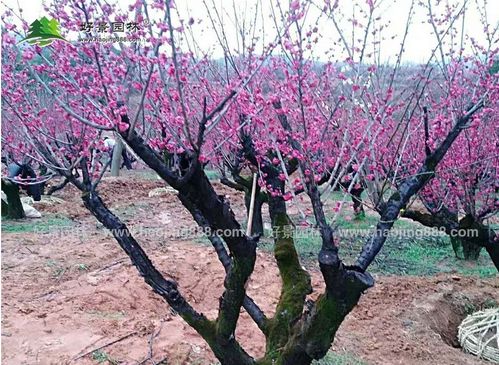 种植梅花， 广西的土壤和气候条件要满足这些要求