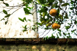 北方橘子树冬季养护攻略，轻松过冬！