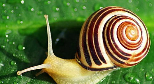 野生蜗牛生存奇迹：捡到的小蜗牛如何饲养？