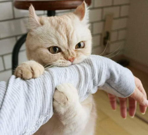 猫咪一边打呼噜一边咬人，这是不是表示它既舒服又有点生气呢？
