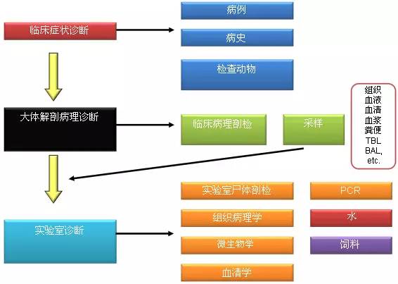 PCV2与PCV3感染母猪繁殖障碍