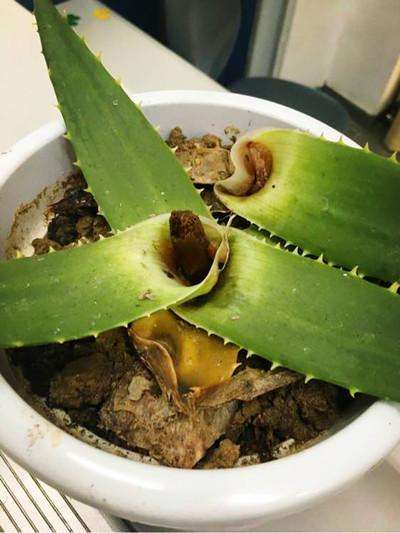 选错颜色会导致黄叶烂根吗？