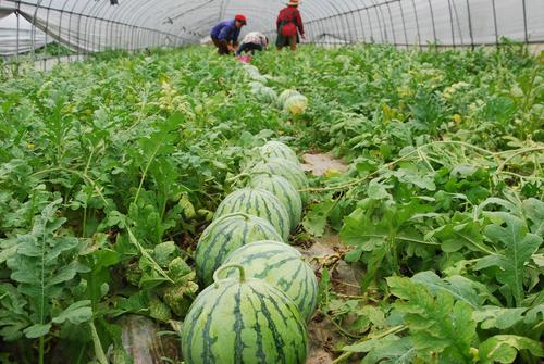 西瓜种植，如何选择Zui佳除草剂？