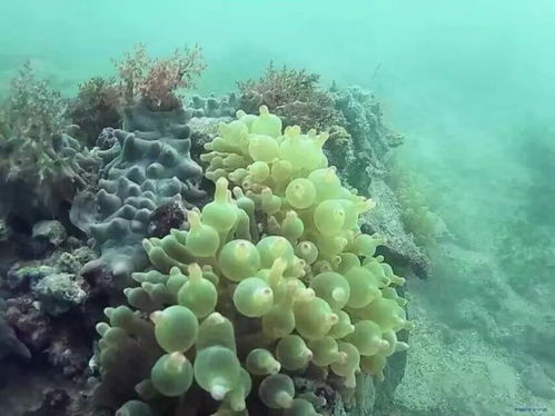 海水大星花珊瑚，自然繁殖方式是怎样的