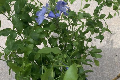 北方新手养蓝花植物的乐趣之旅