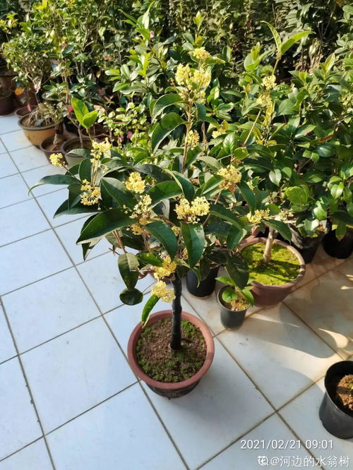 种花这事吧，跟谈恋爱一个理儿——别总想着改变它，多琢磨怎么顺着它的脾气来。