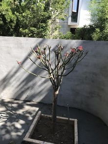 冬天移栽红枫树，如何提高成活率