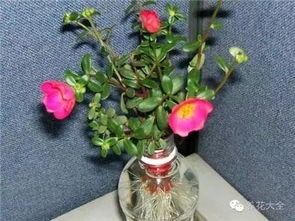 芙蓉花水培插根时如何避免根部腐烂和正确选择水培容器呢