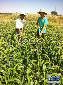 谷苗成长中：农药的护航者