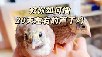 小鸡烫嘴视频教程中，烫鸡步骤与注意事项有哪些？