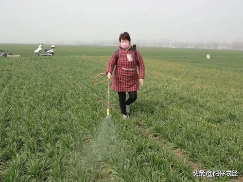 草甘膦：非选择性除草剂的大将