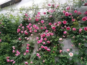 爆款品种三：孔雀草