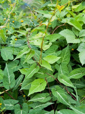 将何首乌叶子染发？这几种植物值得试试