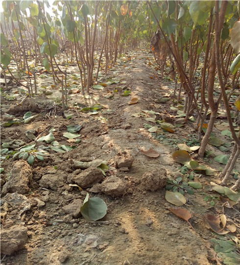 地形调整的噪音杂谈