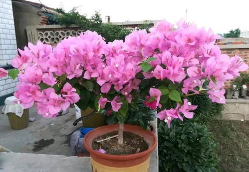 三角梅开花后如何处理才能延长花期