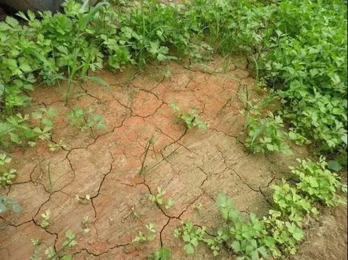 螺纹铁叶子枯了是土壤缺水还是施肥过量