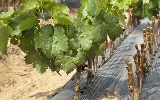 扎根土壤， 抗旱嫩力强的山杏种子