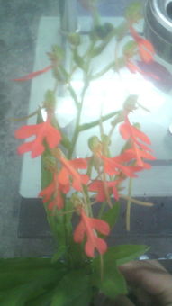 花朵的颜色， 大自然的魔法