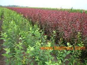 2022年东北春节苗木交易会概览