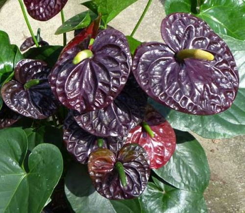 烂叶的真相大揭秘