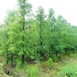 龙柏与蜀桧：两种不同的观赏植物